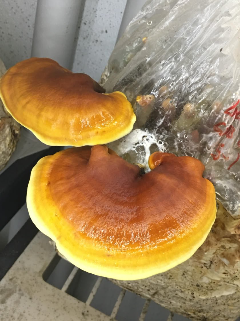 reishi