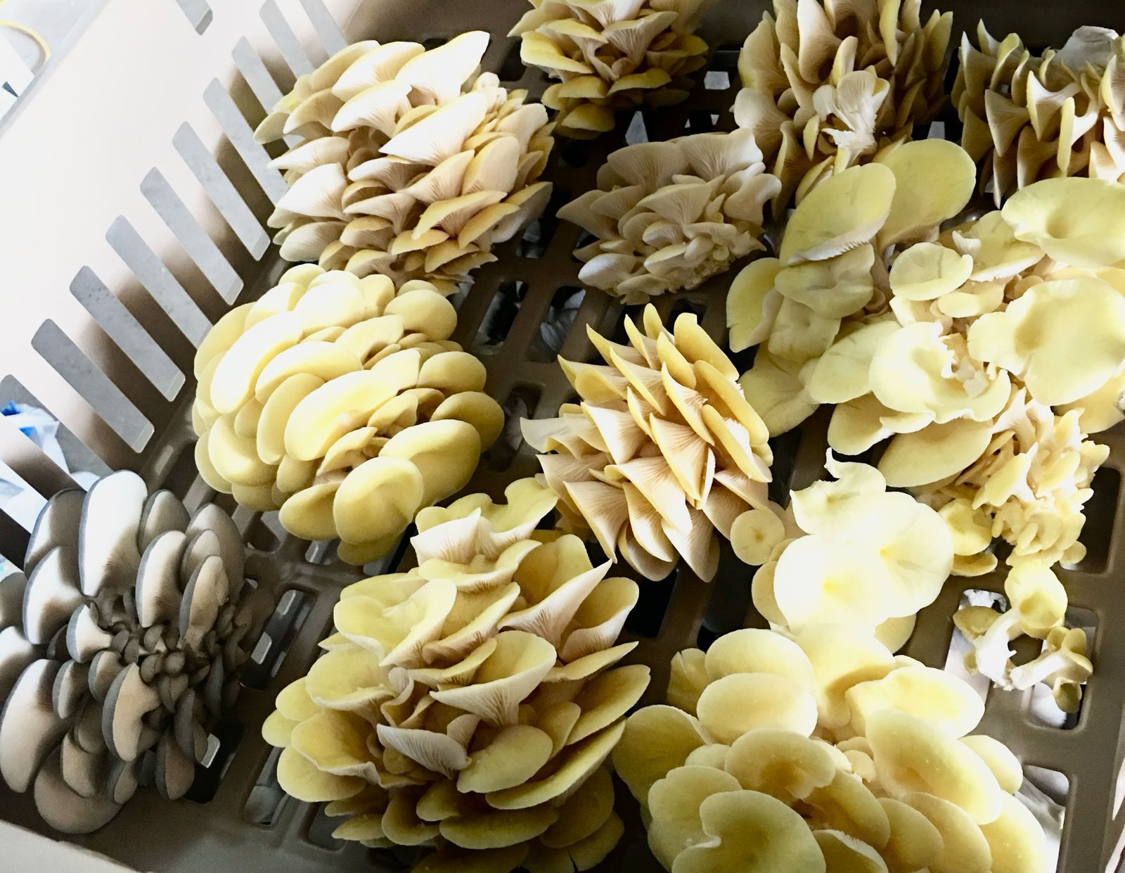 FUNGI, TREE AND BEE Agricultural devolopemnt, philanthropy, mycology, design and production research for multiple industries.