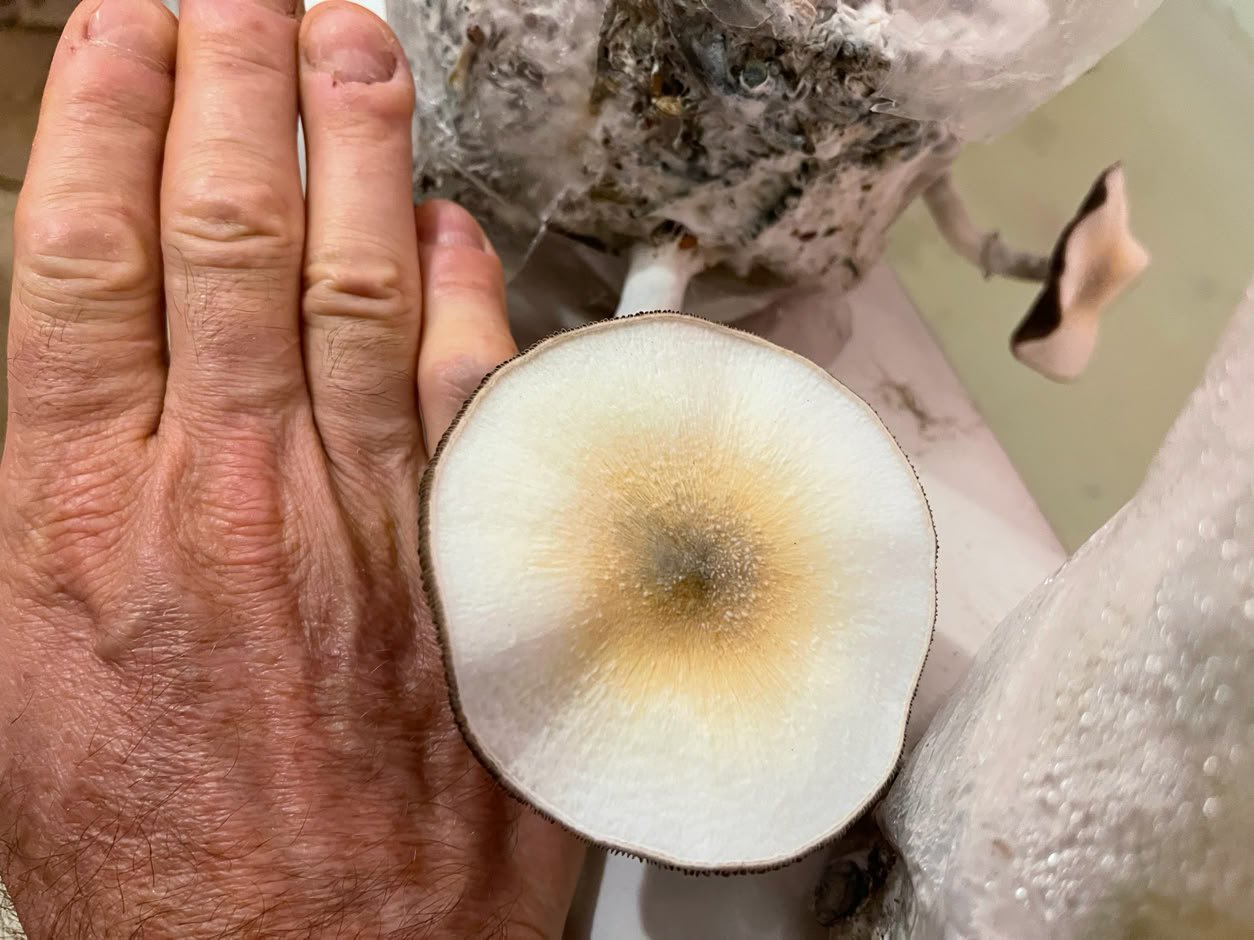 shroom