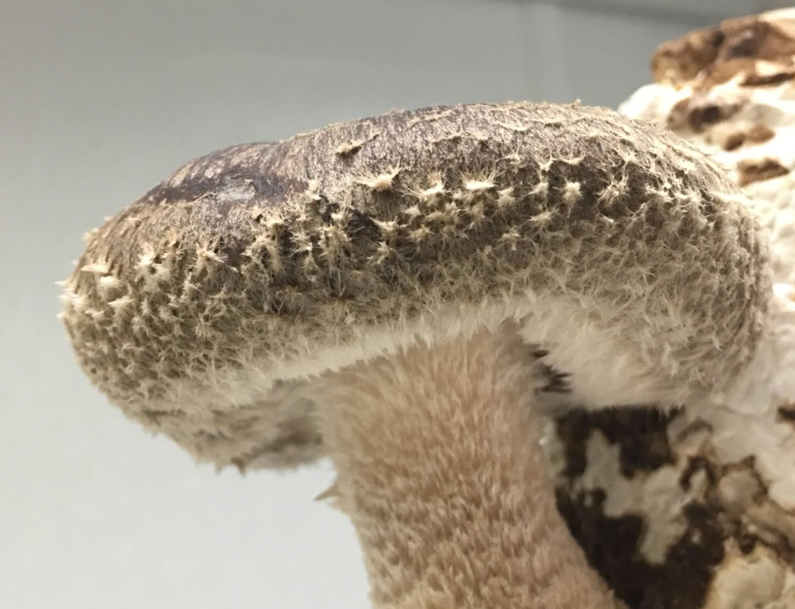 shiitake mushroom
