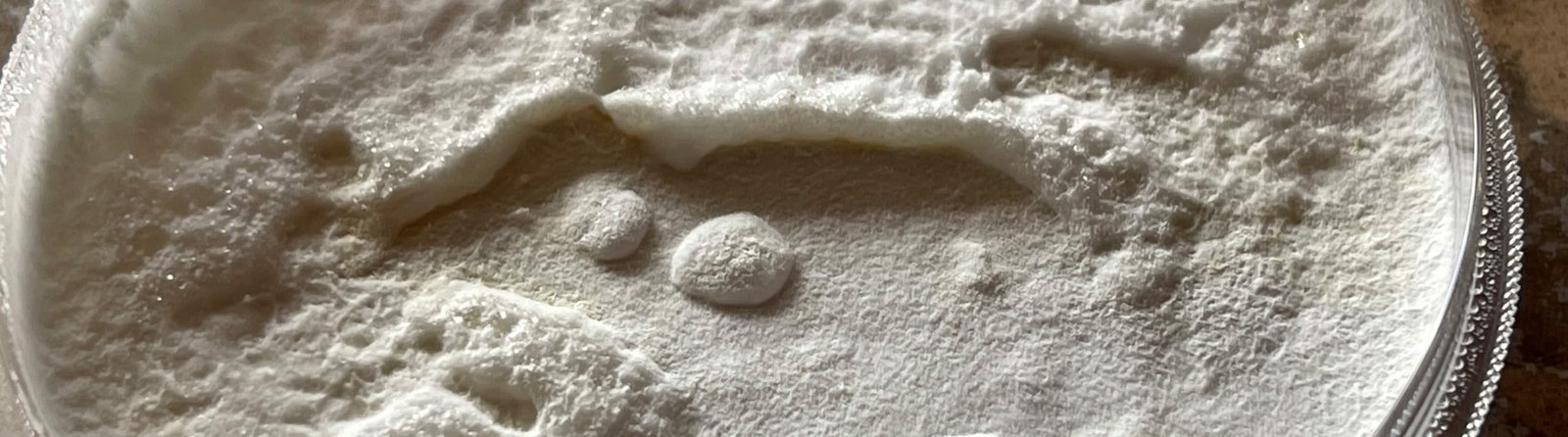 A round container filled with a white mycelium substance, featuring various indentations and patterns on the surface.