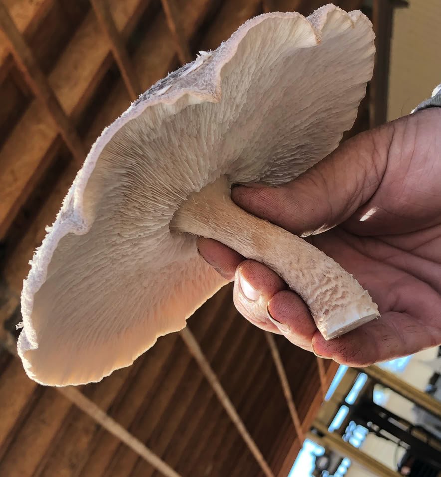 shiitake mushroom