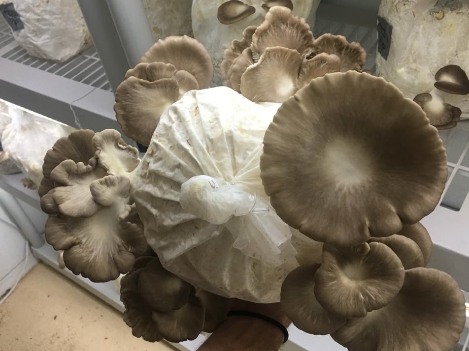 shiitake