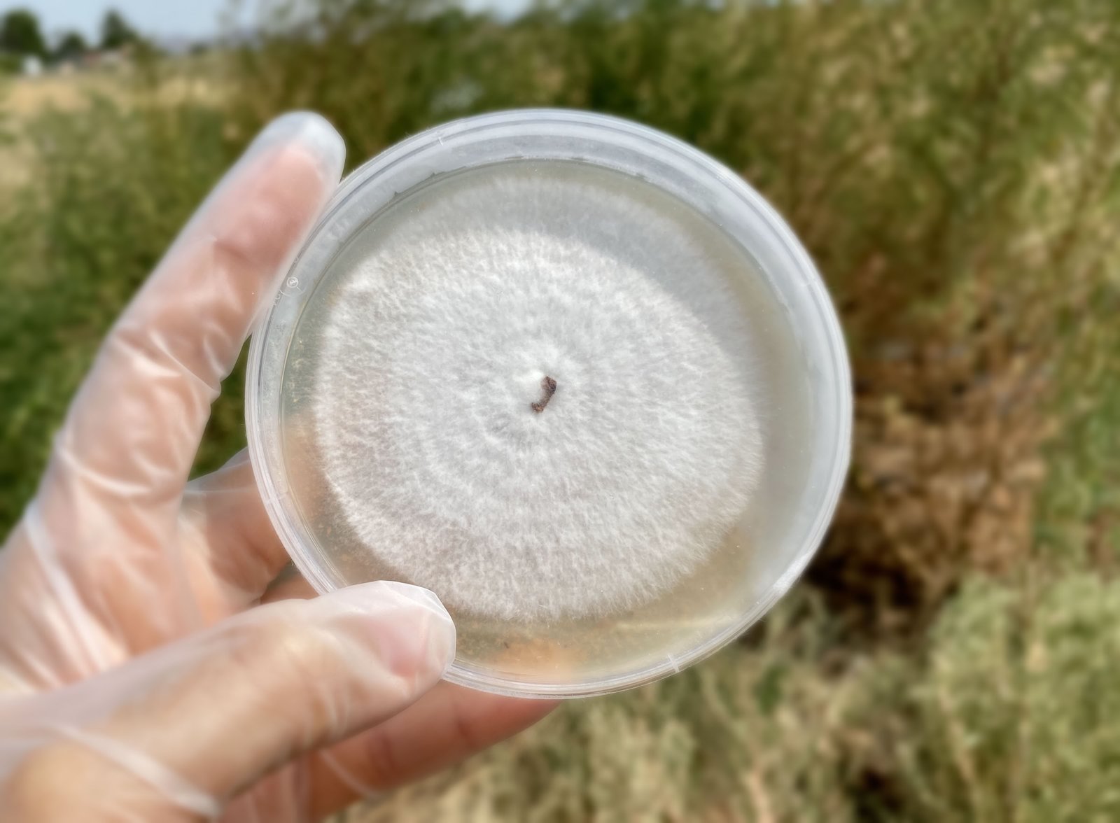 SUN AGAIN FARM MUSHROOM FARM