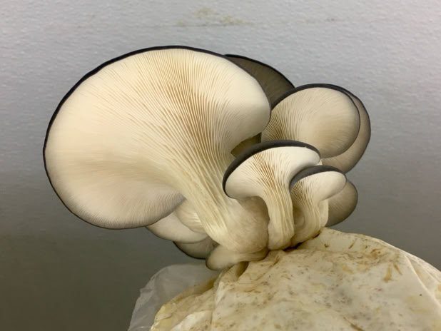 mushroom