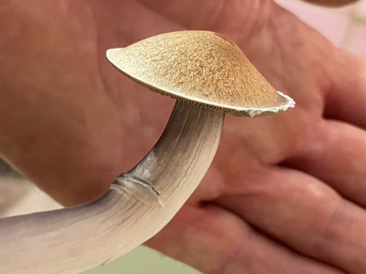 shroom