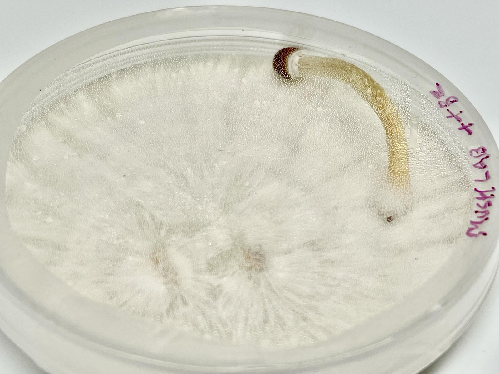 seeds