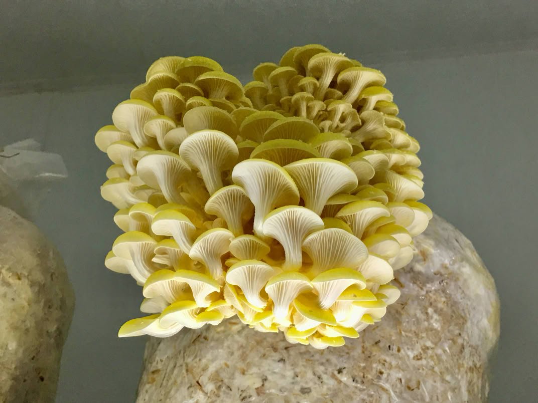 oyster mushroom