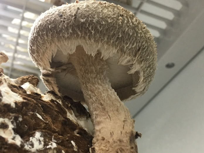shiitake mushroom
