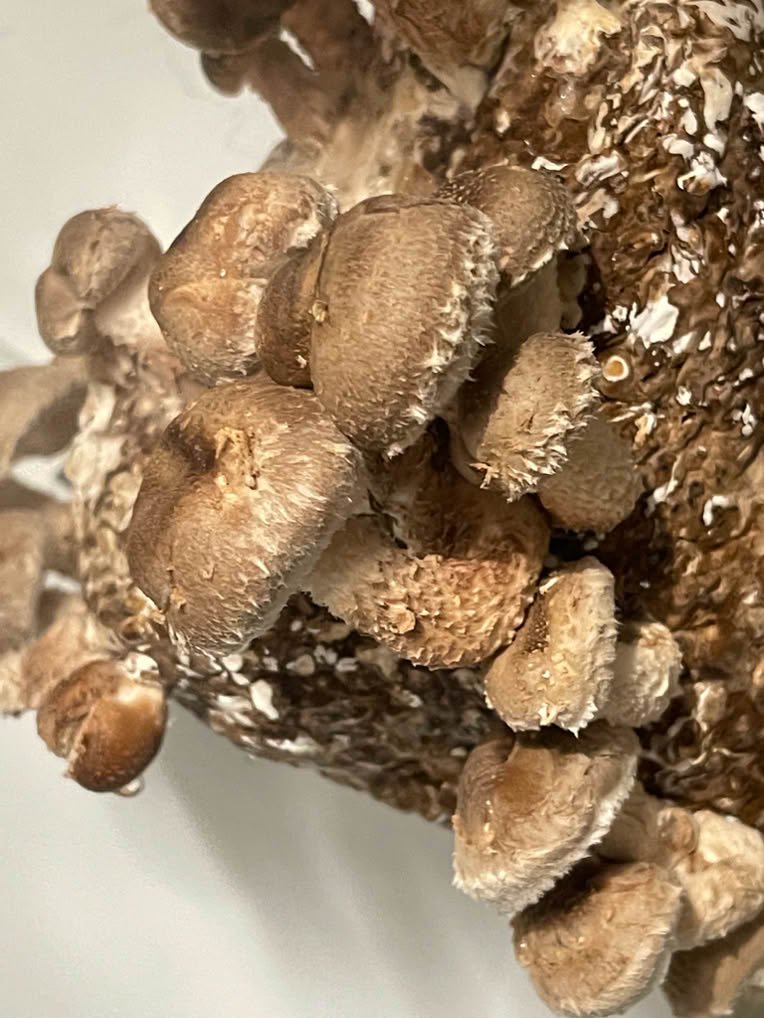 ahitake mushroom