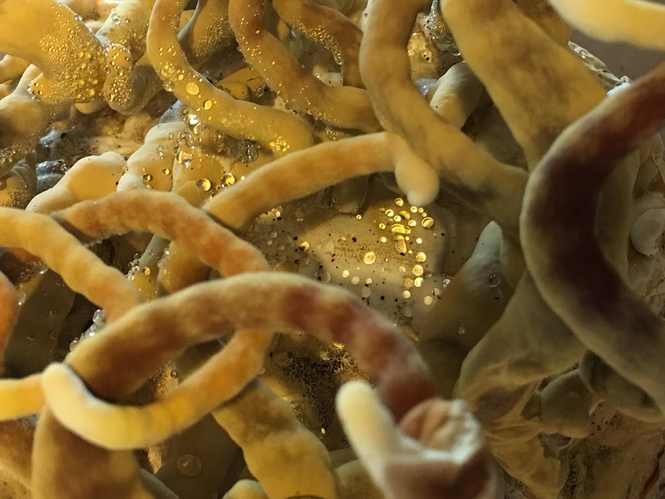 reishi